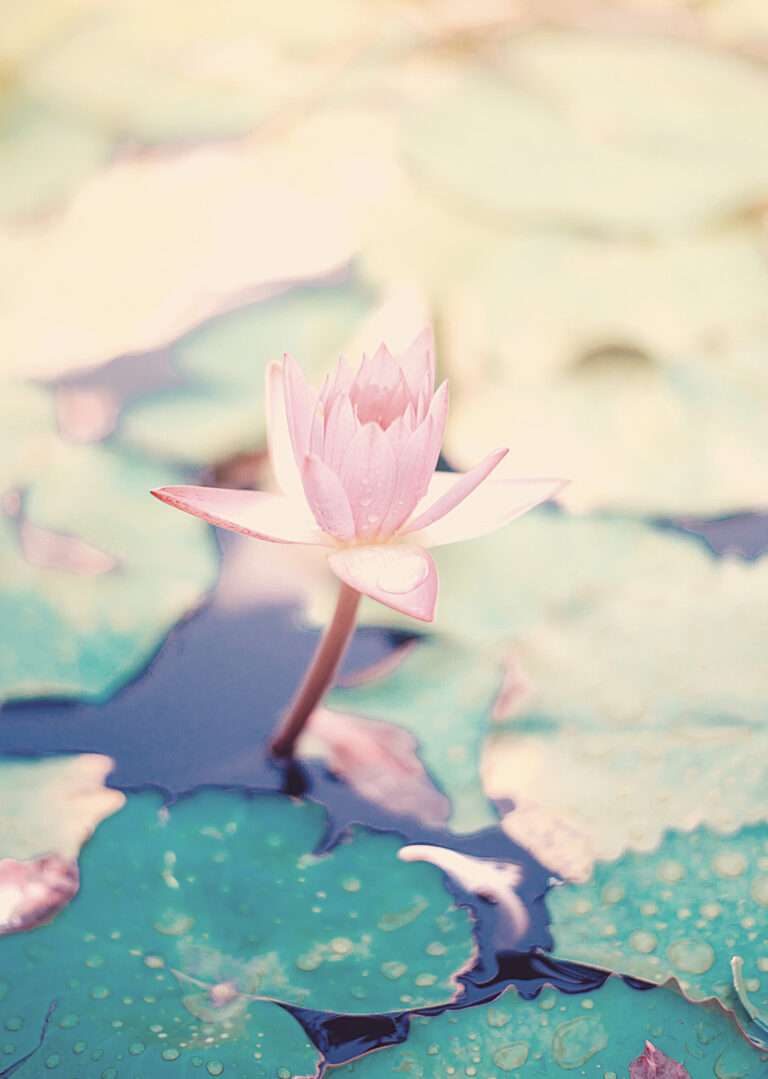 reiki healing lotus flower image