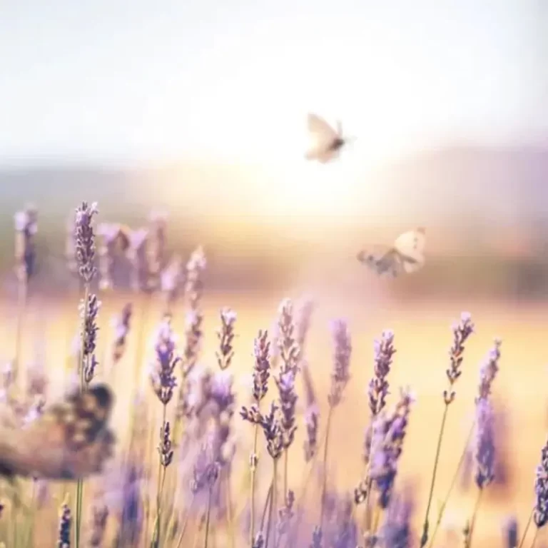 Lavender field